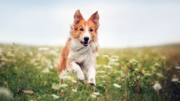 Caring for Pets